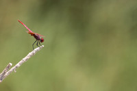 Violet Dropwing, Cape Greco, Cyprus, July 2024