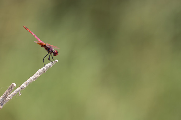 Violet Dropwing, Cape Greco, Cyprus, July 2024