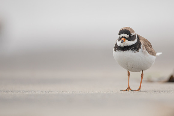 Ringed Plover, Raufarhofn, Iceland, June 2022