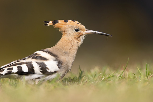 Hoopoe, Swansea, October 2024