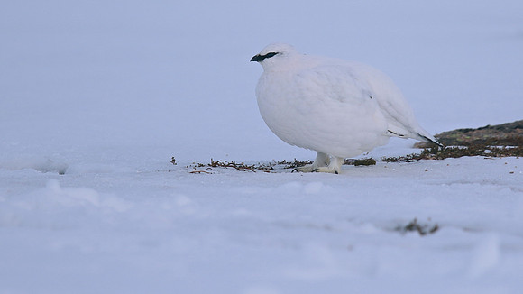 Ptarmigan, Cairngorms, Feb 2015