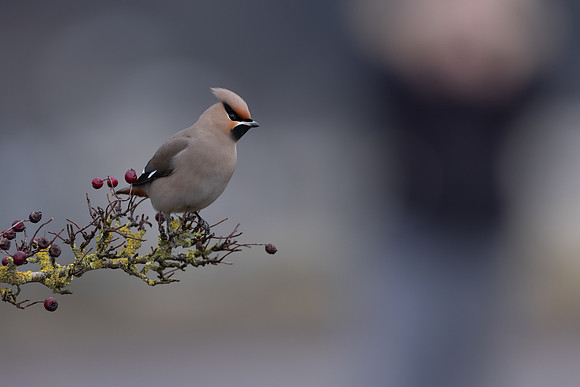 Waxwing, Rodbrough Common, January 2024