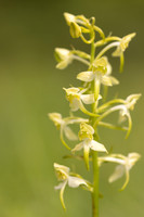 Greater Butterfly-orchid, Parkgate Down, May 2024