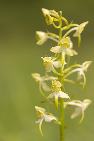 Greater Butterfly-orchid, Parkgate Down, May 2024