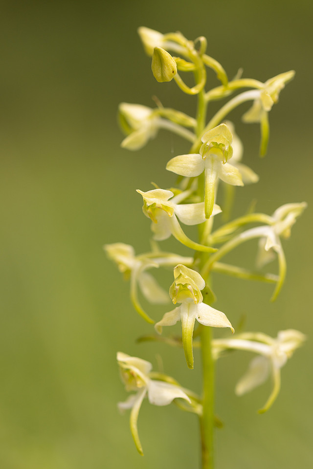 Greater Butterfly-orchid, Parkgate Down, May 2024