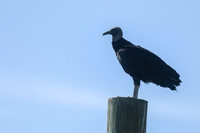 Turkey Vulture, Florida, February 2020