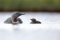 Red-throated Diver, Floi, Iceland, June 2022.