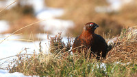Red Grouse, Lochindorb, Feb 2015