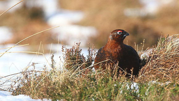 Red Grouse, Lochindorb, Feb 2015