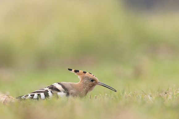 Hoopoe, Swansea, October 2024