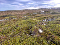 Tundra Bean Goose, Komagværstranda, Norway, June 2025
