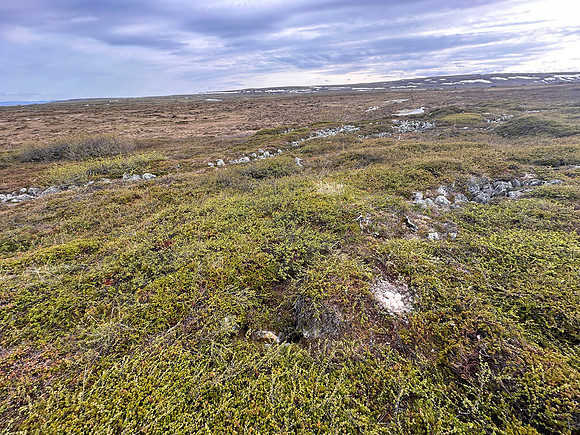 Tundra Bean Goose, Komagværstranda, Norway, June 2025