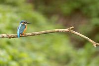 Kingfisher, Rockhampton, April 2024