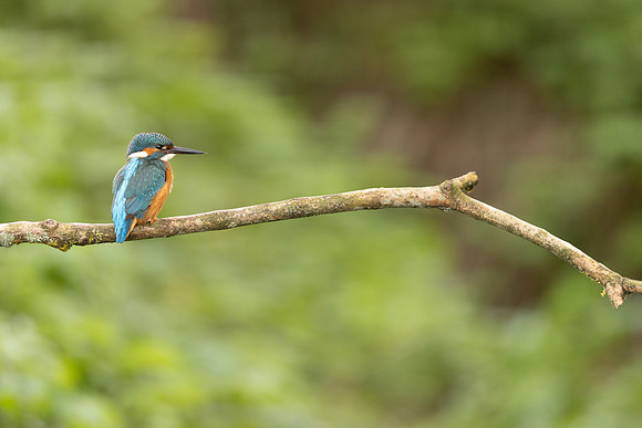 Kingfisher, Rockhampton, April 2024