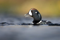 Harlequin Duck,  River Laxa, Iceland, May 2022