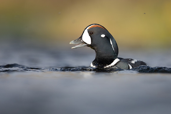 Harlequin Duck,  River Laxa, Iceland, May 2022