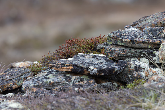 Ptarmigan, Mount Alias, Finland, June 2025