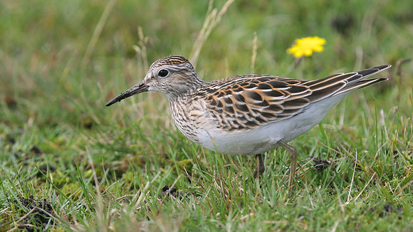 Pectoral Sandpiper, Davidstow, September 2016