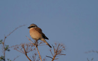 Red-backed Shrike, Cape Greco 2014