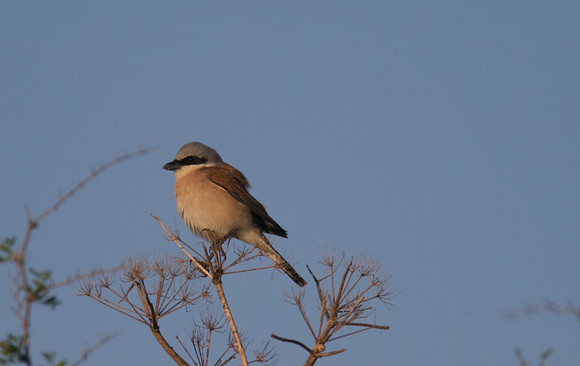 Red-backed Shrike, Cape Greco 2014