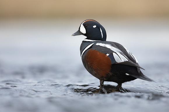 Harlequin Duck,  River Laxa, Iceland, May 2022