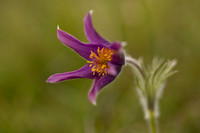 Pasque Flower, Cirencester, April 2020