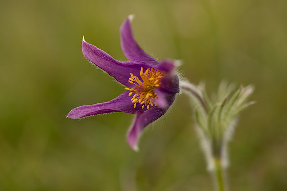 Pasque Flower, Cirencester, April 2020