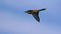 Bee Eater, Larnaca, April 2016.