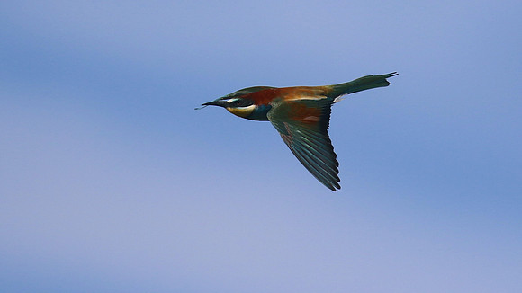 Bee Eater, Larnaca, April 2016.