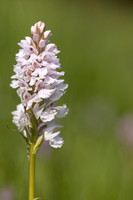 Heath Spotted-orchid, Vicarge Farm, June 2024