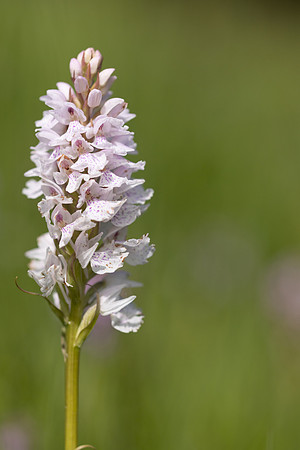 Heath Spotted-orchid, Vicarge Farm, June 2024