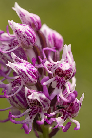 Monkey Orchid, Kent, May 2024