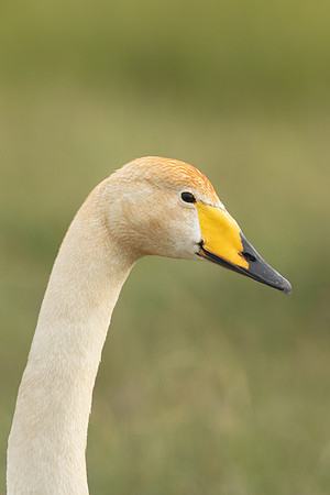 Whooper Swan, Floi, Iceland, June 2022