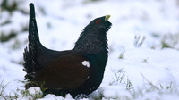 Capercaillie, Cairngorms, Feb 2015