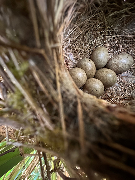 Sedge Warbler, Oldbury, May 2024