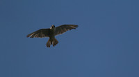 Peregrine Falcon.