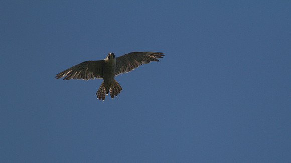 Peregrine Falcon.