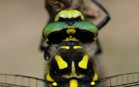 Golden-ringed Dragonfly, Forest of Dean, June 2018
