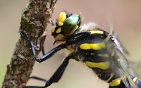 Golden-ringed Dragonfly, Forest of Dean, June 2018