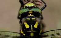 Golden-ringed Dragonfly, Forest of Dean, June 2018