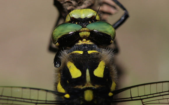 Golden-ringed Dragonfly, Forest of Dean, June 2018