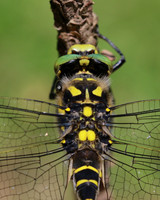 Golden-ringed Dragonfly, Forest of Dean, June 2018