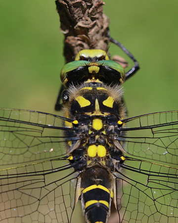 Golden-ringed Dragonfly, Forest of Dean, June 2018