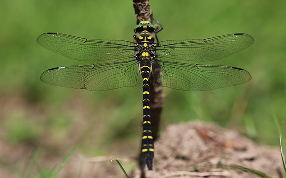 Golden-ringed Dragonfly, Forest of Dean, June 2018