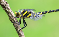 Golden-ringed Dragonfly, Forest of Dean, June 2018.