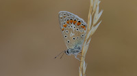 Common Blue, Oldbury Power Station, July 2018