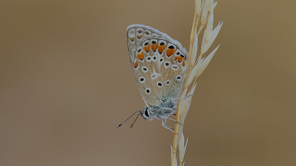 Common Blue, Oldbury Power Station, July 2018
