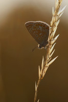 Common Blue, Oldbury Power Station, July 2018