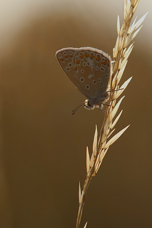 Common Blue, Oldbury Power Station, July 2018
