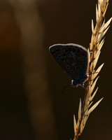 Common Blue, Oldbury Power Station, July 2018